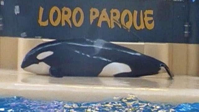 WATCH: SeaWorld orca 'beaches' itself during performance