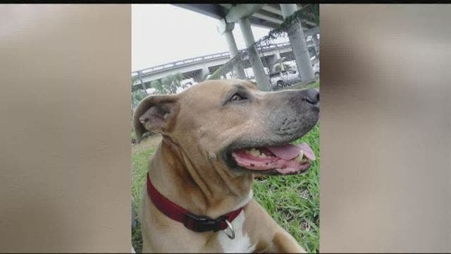 Service dog killed protecting owner from Florida gator