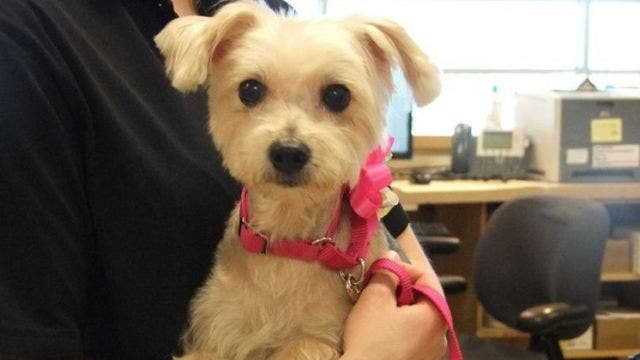 Stabbed dog makes full recovery, adopted by first-responder