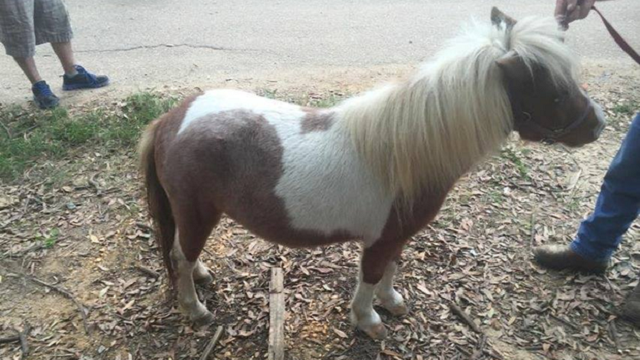 Woman: Miniature Horse Nabbed to Get Meth