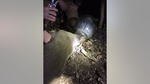 Deer spotted around Maryland with jug on head