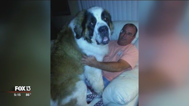 Missing St. Bernard found dead in Treasure Island