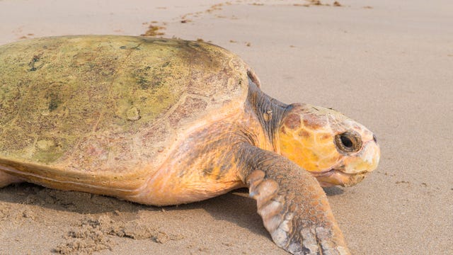 SeaWorld Orlando celebrates World Turtle Day by returning rescued sea turtle to the ocean