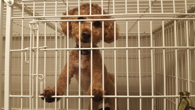 Rescued poodle was dumped in locked suitcase on hottest day of the year