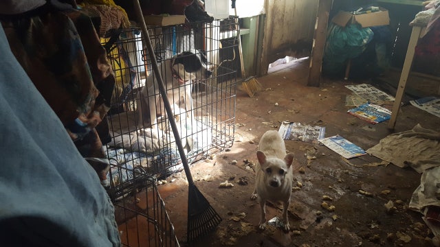 Houston SPCA rescues 54 animals from Waller County home