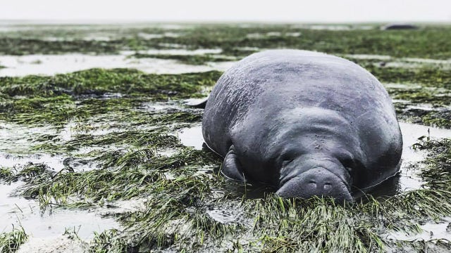 Rescuers brave Hurricane Irma's fury to save manatees