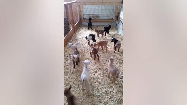 Baby goats bouncing around is the cutest thing you'll see all day