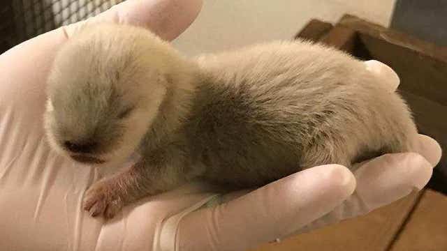 Zoo needs help naming baby otters