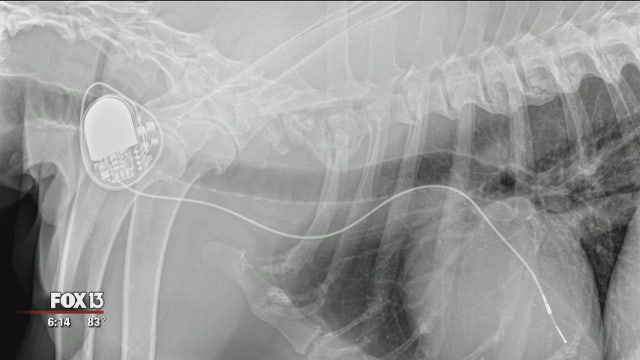 Pacemakers helping dogs survive once-deadly conditions