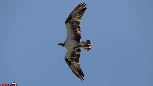 Photographic evidence of the food chain captured in Madeira Beach