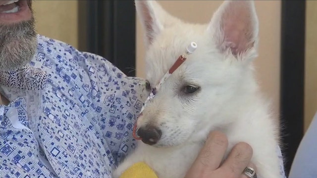 Badly beaten Husky puppy continues on road to recovery