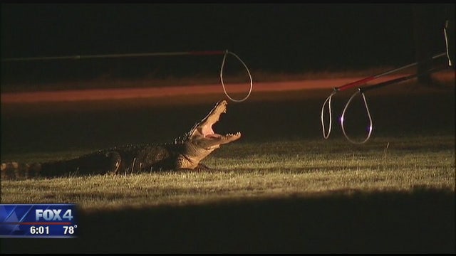 Alligator caught lurking outside Dallas school