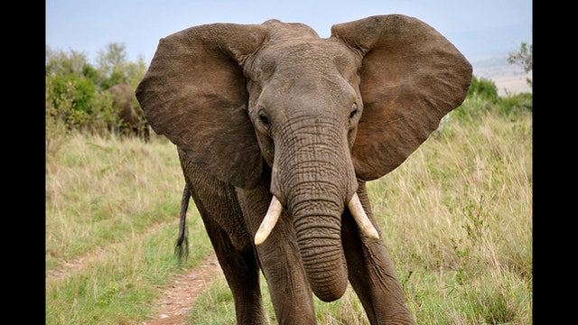 Why is elephant cancer rare? Answer might help treat humans