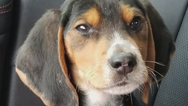 Wisconsin cat lover adopts puppy found on side of the road, names him 'Larry'