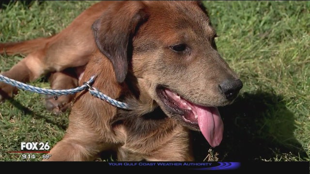 6-month-old puppy found with muzzle taped and chain with weight wrapped around his neck