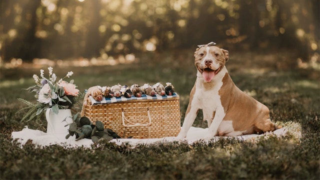 Rescue stages adorable maternity photo shoot for formerly abandoned pit bull named ‘Mama Pickles'