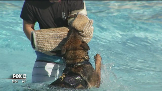 Tampa PD K9s water train at Adventure Island