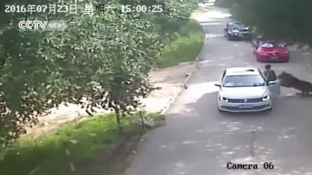 VIDEO: tiger mauls woman to death at Beijing wildlife park