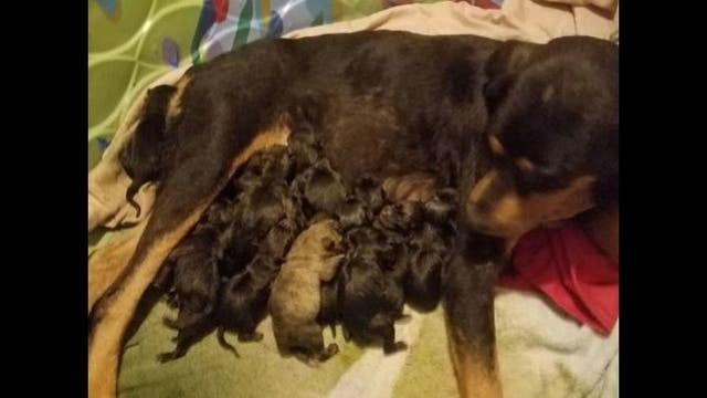 Texas dog gives birth to record-size litter of 17 puppies