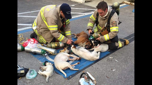 Pups rescued from New Port Richey apartment fire