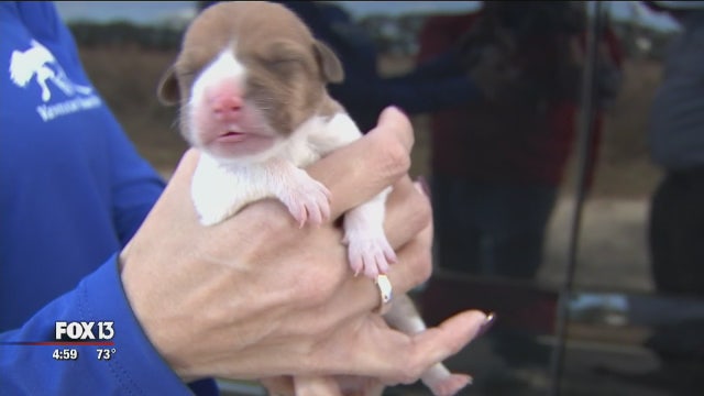 Newborn puppy found tied up near Dade City railroad tracks