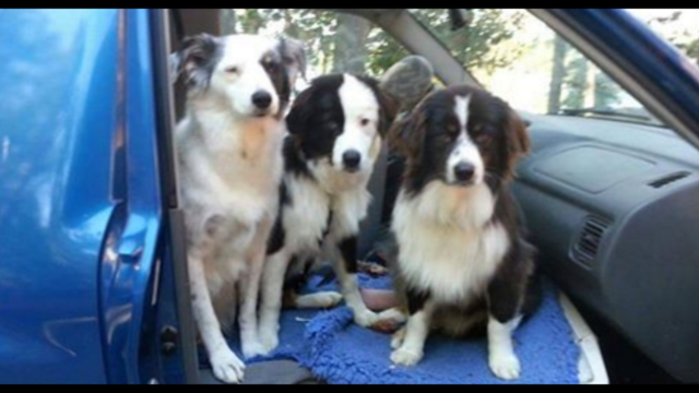 Woman battling terminal cancer looks for loving home for 'Aussie Posse'