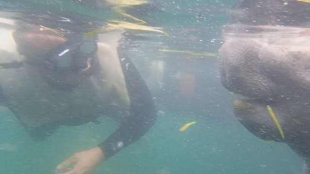 Quiet snorkeler has close encounter with manatee in Crystal River