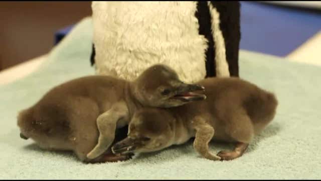 ADORABLE: Fuzzy baby penguins born at London Zoo