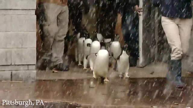 Penguins line up for adorable parade in Pittsburgh
