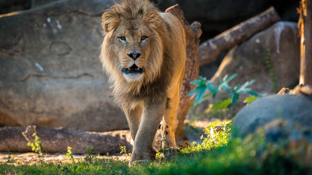 3-year-old Hasani joins lion habitat at Houston Zoo