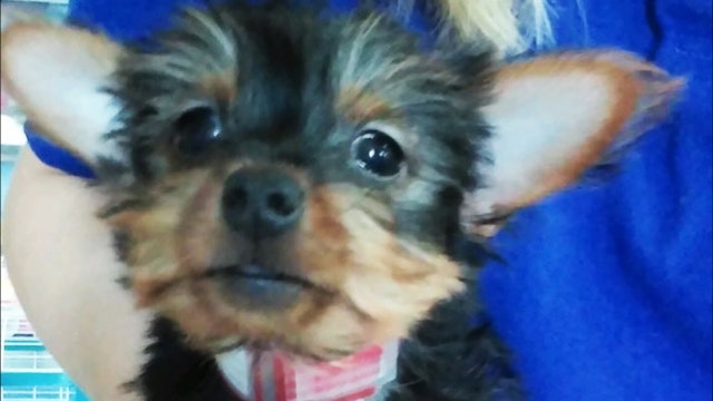 Pup found after being traded for drugs, cash