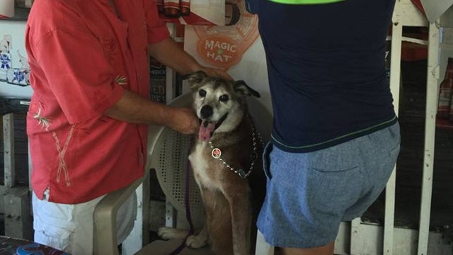 'Find forever home' checked off on rescue dog's bucket list