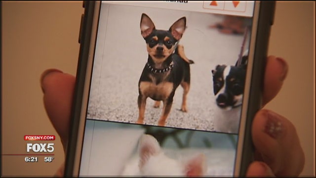 4 more awesome mobile apps for dog lovers