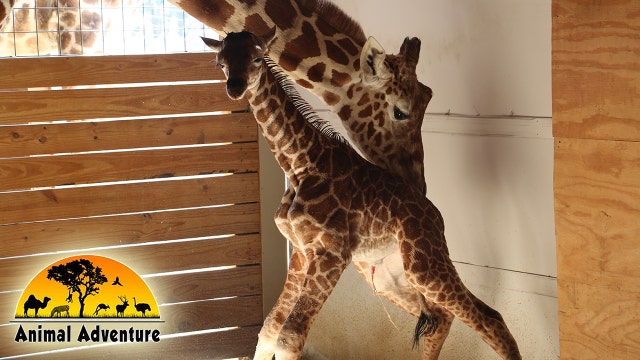 More than 1 million tune in for giraffe birth at Animal Adventure Park