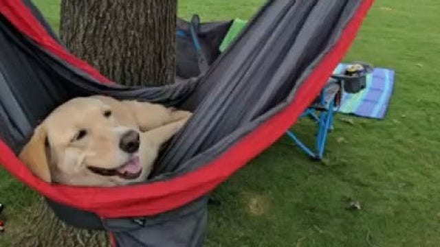 Dog beat cancer with help of Austin Animal Center, searching for home