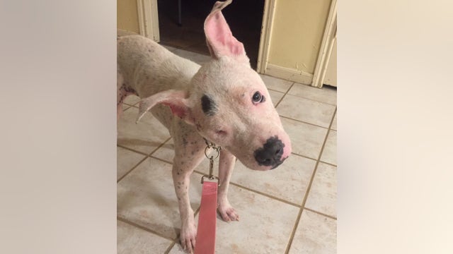 Houston puppy shot point blank in the head, now needs 4 surgeries