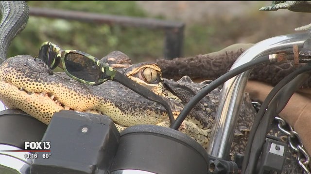 Rambo the alligator allowed to stay with owner in Lakeland home