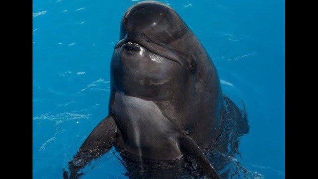 Bubbles, one of SeaWorld's most beloved animals for 30 years, has died