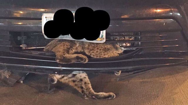 Bobcat rescued after being hit by car, found stuck in grill during 50-mile ride