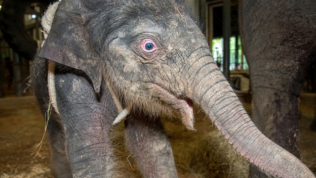 Asian elephant born at Houston Zoo on Father's Day