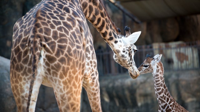 Newest baby Masai giraffe 'Mara' makes her debut at the Houston Zoo
