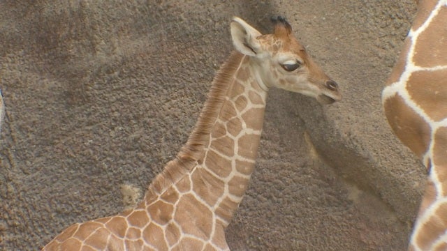 Baby giraffe, Beau, makes debut at Philadelphia Zoo