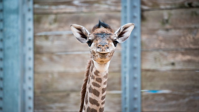 Second baby giraffe born at Houston Zoo in two weeks
