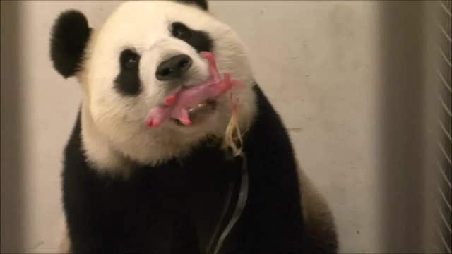 Panda born in Belgium's Pairi Daiza zoo