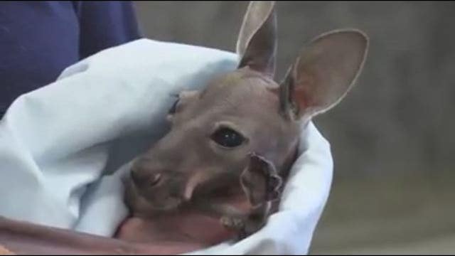 Abandoned baby kangaroo to be raised by Brevard Zoo