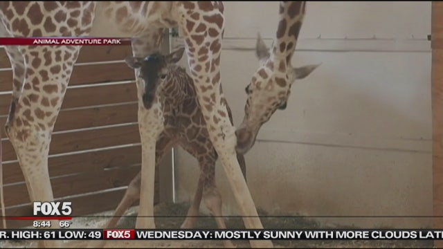 Zoo owner: April the giraffe's baby is 'very independent'