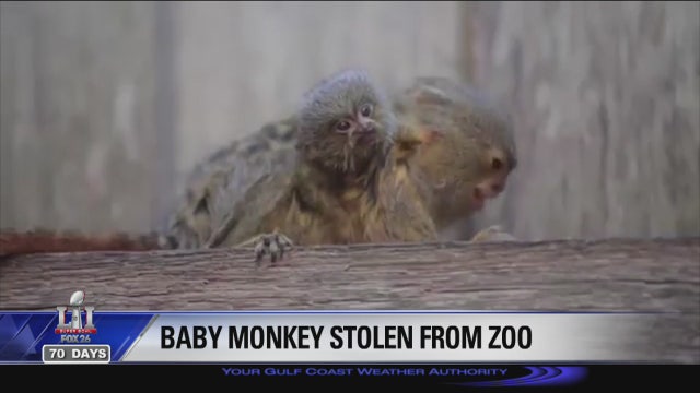 Stolen baby marmoset's life in danger