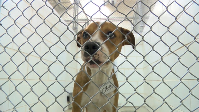 Baby pacifiers discovered in stray dog