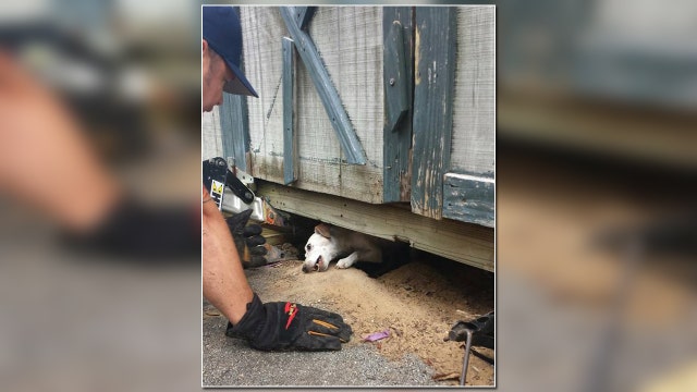 Jaws of life, bacon used in dog's rescue