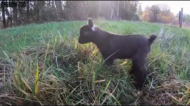 'Bat goat' named Bruce Wayne born at Oregon Zoo